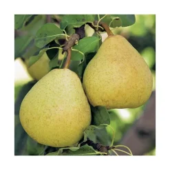 Poirier Delbardelice ® Delété Lr. Le pot de 15 litres