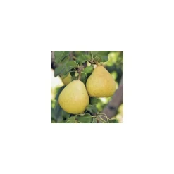 Poirier Delbardelice ® Delété. En racine nue, forme gobelet