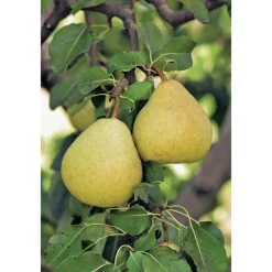 Poirier Delbardelice ® Delété Bio. Le pot de 12 litres forme gobelet