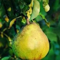 Poirier Doyenne Du Comice. En racine nue, forme 1/2 tige