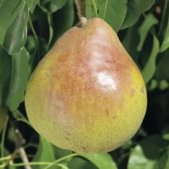 Poirier Doyenne Du Comice Bio. Le pot de 12 litres