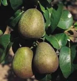 Poirier Doyenne Du Comice. Le pot de 20 litres, forme palmette U double