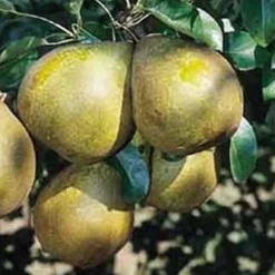 Poirier Doyenne Du Comice. En racines nues, forme gobelet