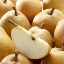 Poirier Fertilia Delbard ® Delwimor Bio. Le pot de 12 litres forme gobelet