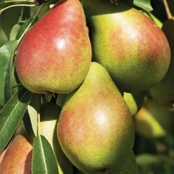 Poirier Louise Bonne Bio. Le pot de 12 litres