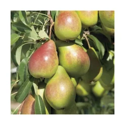 Poirier Louise Bonne D'Avranches. Le pot de 12 litres, forme gobelet