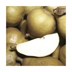 Poirier Super Comice Delbard ® Delbias. Le pot de 12 litres, forme gobelet