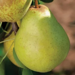 Poirier William'S Bio. Le pot de 15 litres