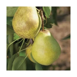 Poirier Williams Bon Chretien. Le pot de 12 litres, forme gobelet