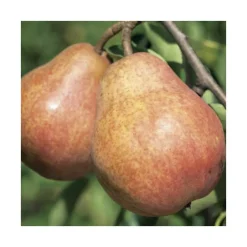 Poirier Williams Rouge. Le pot de 12 litres, forme gobelet