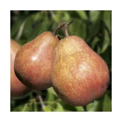 Poirier Williams Rouge Lr. Le pot de 15 litres