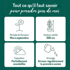 Pois de Senteur - Le pot de 9 x 9 cm