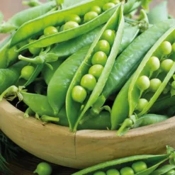 Pois Nain Karina Bio. Le pot de 10,5 cm