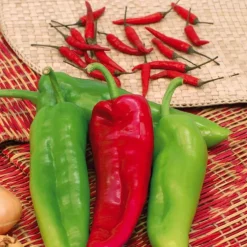 Poivron Corne De Boeuf Corno Di Toro Rosso Bio. La barquette de 3 plants