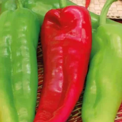 Poivron Corne De Boeuf Corno Di Toro Rosso Bio. Le pot de 10,5 cm