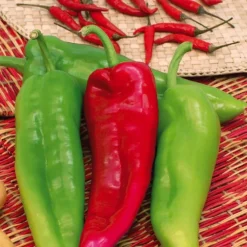 Poivron Corne De Boeuf Corno Di Toro Rosso Bio. Le pot de 10,5 cm