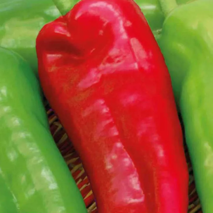 Poivron Corne De Boeuf Corno Di Toro Rosso Bio. Le pot de 10,5 cm