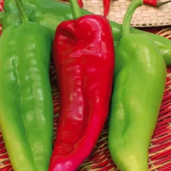 Poivron Corne De Bœuf Corno Di Toro Rosso Bio. La barquette de 3 plants