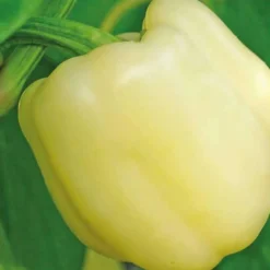 Poivron Flamingo Bio. Le pot de 10,5 cm