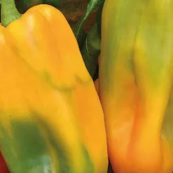 Poivron Jaune Petit Marseillais Bio. Le pot de 10,5 cm