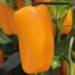 Poivron Jaune Valdor Bio. Le pot de 10,5 cm