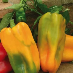 Poivron Petit Marseillais Bio. La barquette de 3 plants