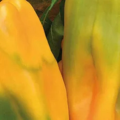 Poivron Petit Marseillais Bio. La barquette de 3 plants