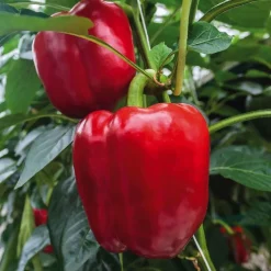 Poivron Rouge Predi Bio. Le pot de 10,5 cm