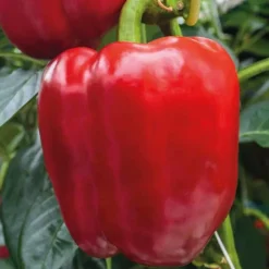 Poivron Rouge Predi Bio. Le pot de 10,5 cm