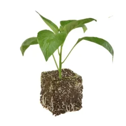 Poivron Rouge Predi Bio. La motte de 7x7 cm