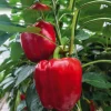 Poivron Rouge Predi Bio. La barquette de 3 plants