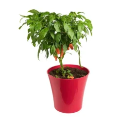 Poivron Snakor® Orange Bio. Le pot de 2,5 litres