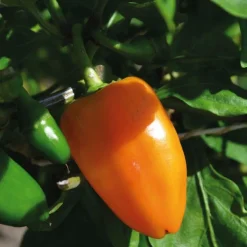 Poivron Snakor® Orange Bio. Le pot de 2,5 litres