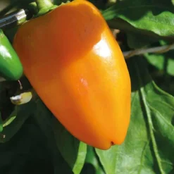 Poivron Snakor® Orange Bio. Le pot de 2,5 litres