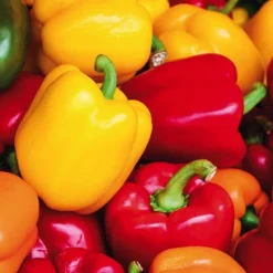 Poivrons En Mélange Bio. La barquette de 3 plants