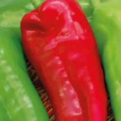 Poivrons En Mélange Bio. La barquette de 3 plants