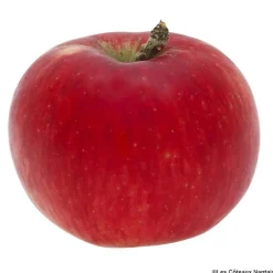 Pomme Akane bio de France - Prix au kg