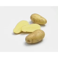 Pommes de terre Charlotte bio calibre 0001, 1,5 kg