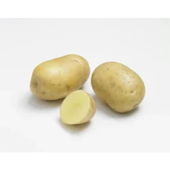 Pommes de terre Primlady bio calibre 0001, 60 plants