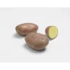 Pommes de terre Rosabelle Bio calibre 0001, 25 plants