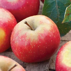 Pommier Ariane Bio. Le pot de 15 litres forme 1/2 tige