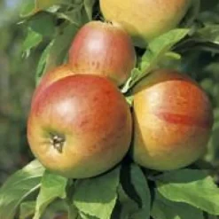 Pommier Belle De Boskoop. En racine nue, forme palmette U double