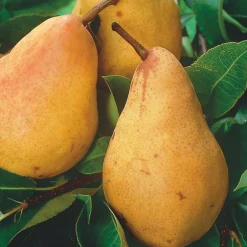 Pommier Belle De Boskoop. En racine nue, forme 1/2 tige