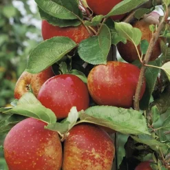 Pommier Belle De Boskoop Bio. Le pot de 12 litres, forme gobelet