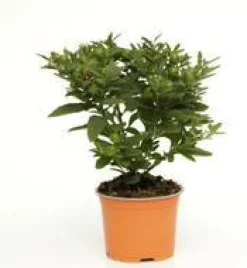 Pommier D'Amour - Le pot diam 12 cm