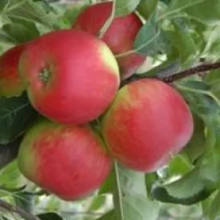 Pommier Delbard Celeste® Deltana. Le pot de 15 litres, forme 1/2 tige