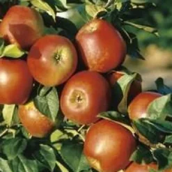 Pommier Delbard Jubile® Delgollune. Le pot de 20 litres, forme palmette U double