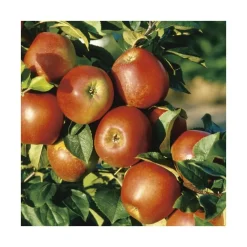 Pommier Delbard Jubile® Delgollune. En racine nue, forme palmette U simple