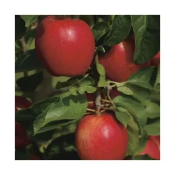 Pommier Divine® Delcored. En racine nue, forme 1/2 tige calibre 6/8