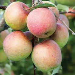 Pommier Fuji Bio. Le pot de 15 litres